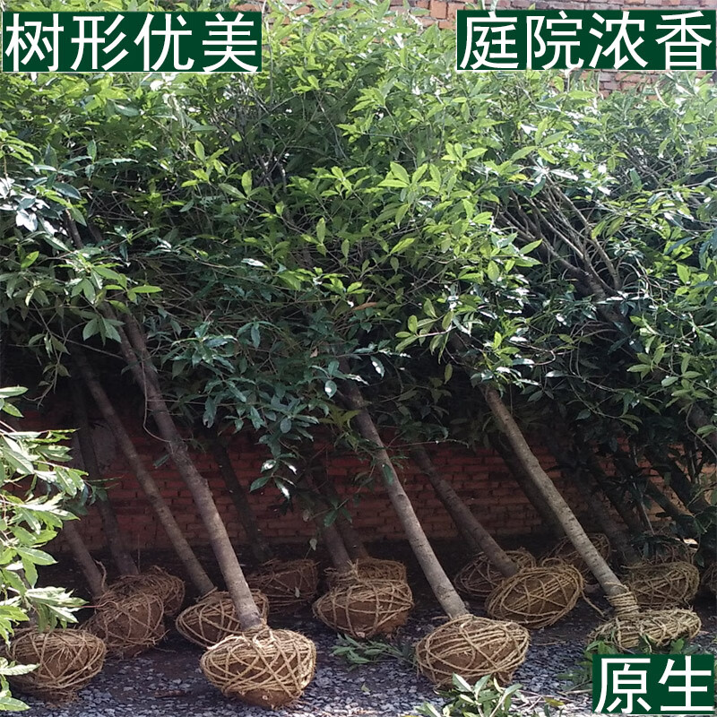 浓香型金桂丹桂桂花树大树庭院盆栽造型室外大型工程风景树苗木ap