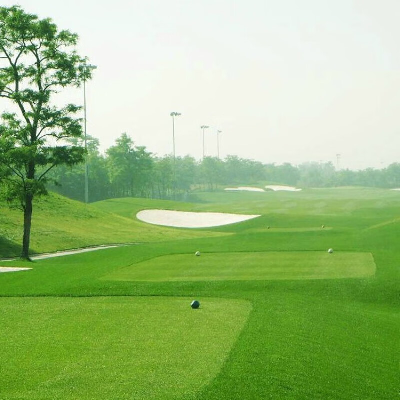 果岭草草籽 地毯草百慕大 剪股颖球场庭院草坪种子不