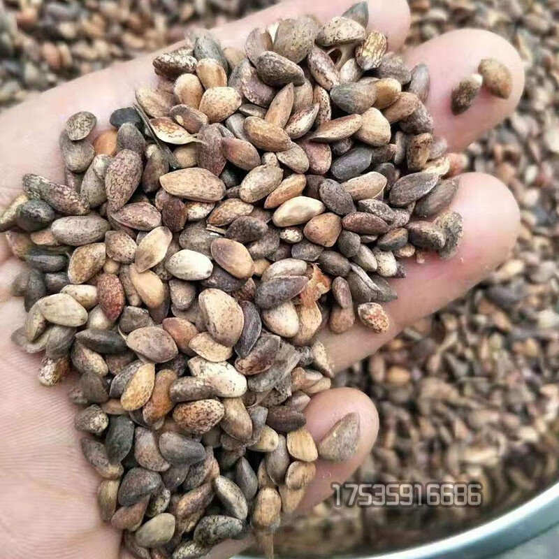 奔奥油松种子华山松种子白皮松种子当年新采一级松树种籽林木种子