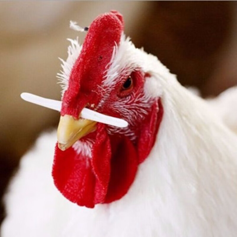 公鸡鼻签鸡鼻骨鸡鼻梁防止鸡抢食棒鸡用鼻签1000个一包鸡用鼻签