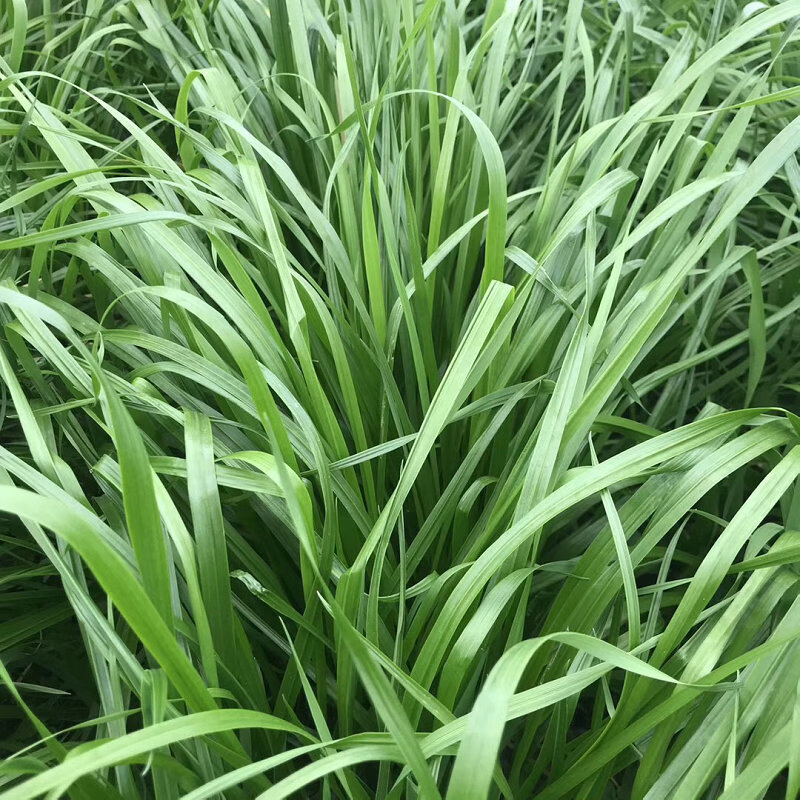 百萌特高多花黑麦草种子1斤牧草种籽鸡鸭鹅兔鱼猪牛羊马畜猫草种子