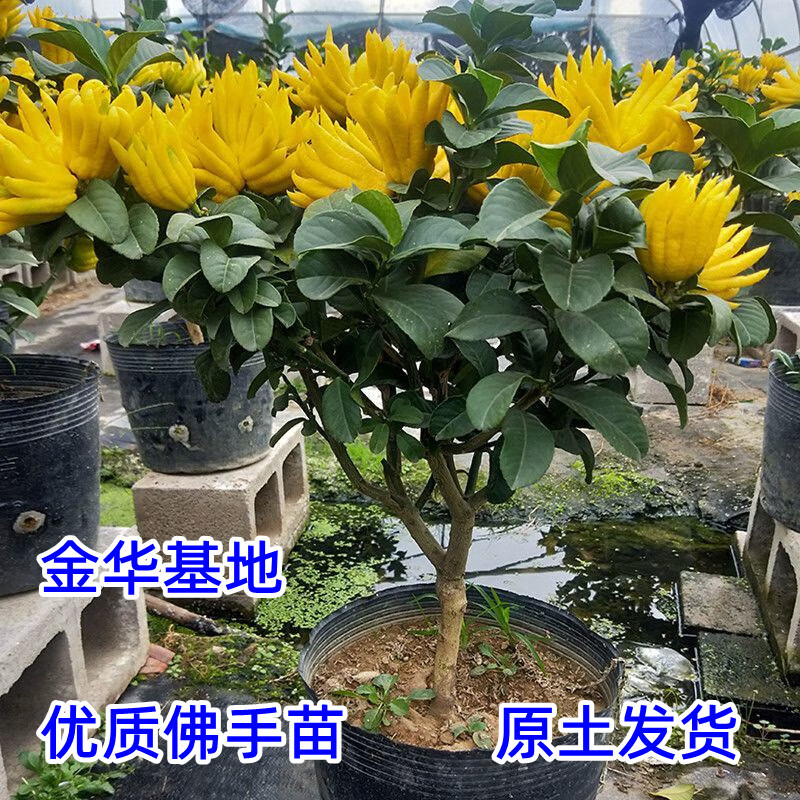 ��Եϣ����������������̨�칫����ͥԺ���������Ϸ�������ֲ������ 8����硾3-4�����ֹ������� 158Ԫ