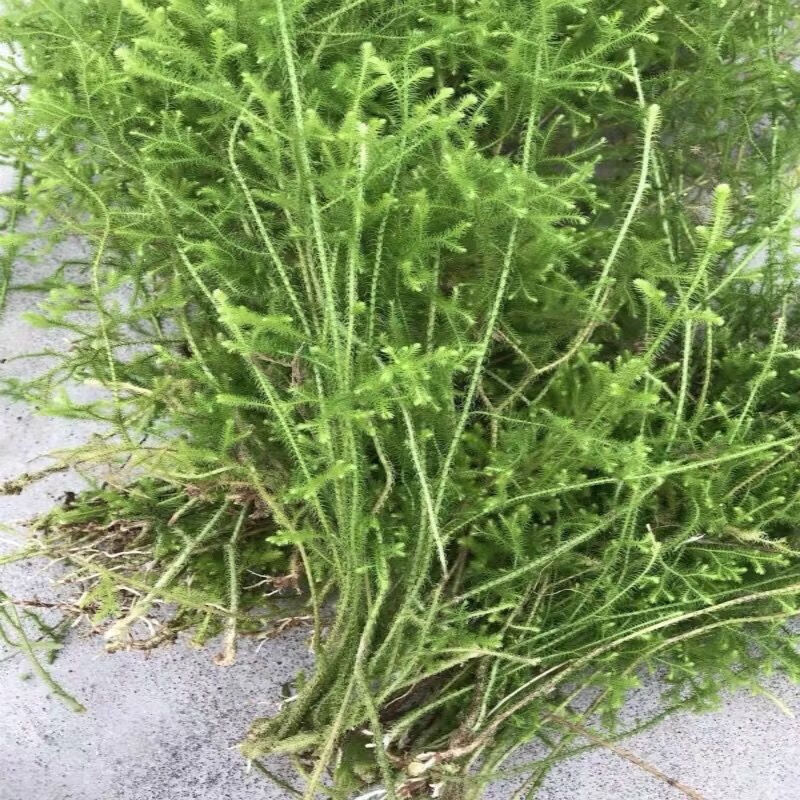 姒桀贵州野生伸筋草苗 石松苗 立筋草 舒筋草 抽筋草 小伸筋 中草药苗