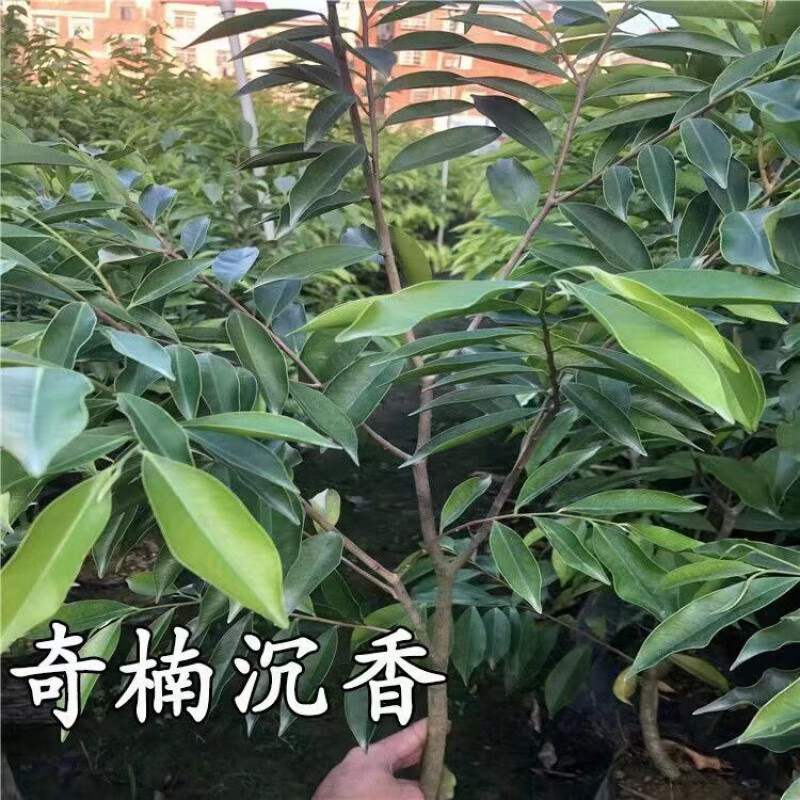 艾风格金丝吊蝴蝶原生树苗正宗越南奇楠小苗沉香实生树苗名贵树苗绿化