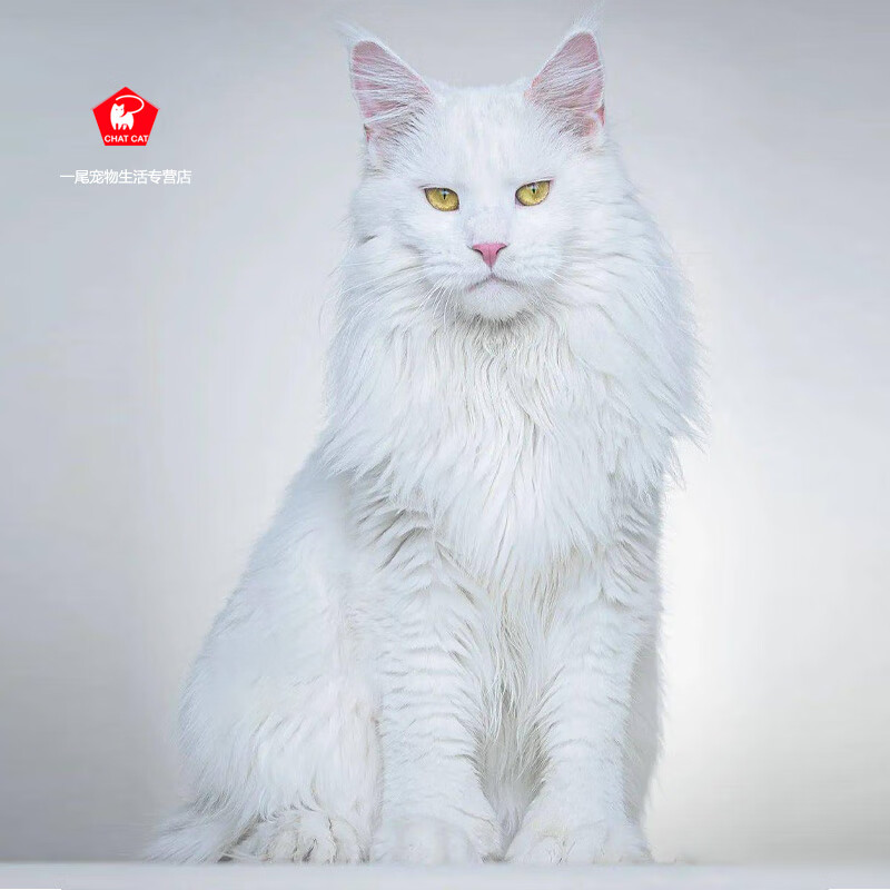 俄罗斯缅因猫烟灰色纯种幼猫银虎棕虎斑长毛巨型西伯利亚森林猫 宠物