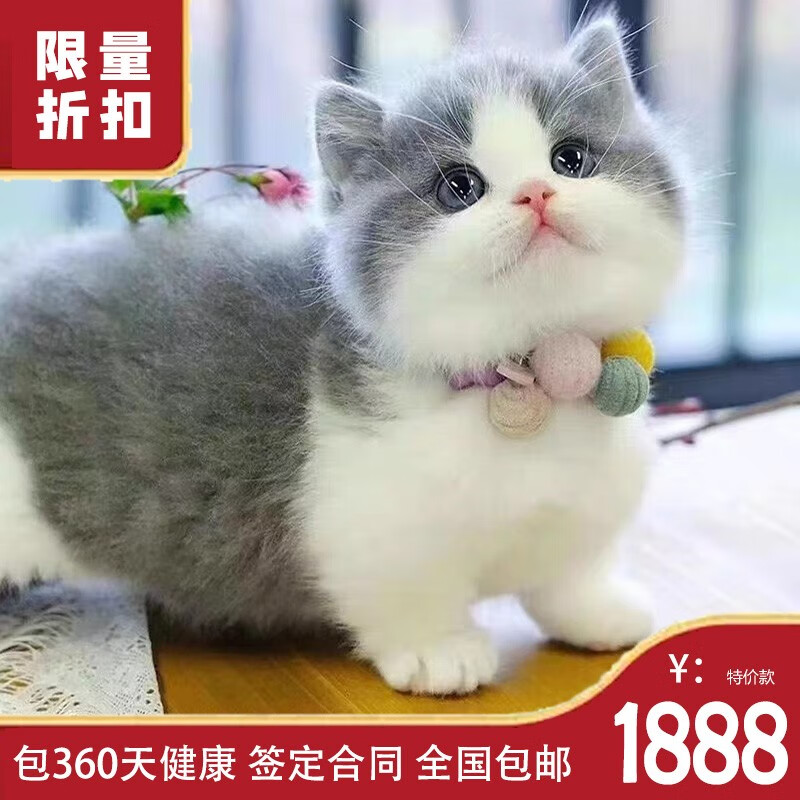 伊宠布偶猫缅因猫英短德文宠物猫咪幼体仙女猫海豹双色蓝重点色海双 宠物级 英短38171怎么看?