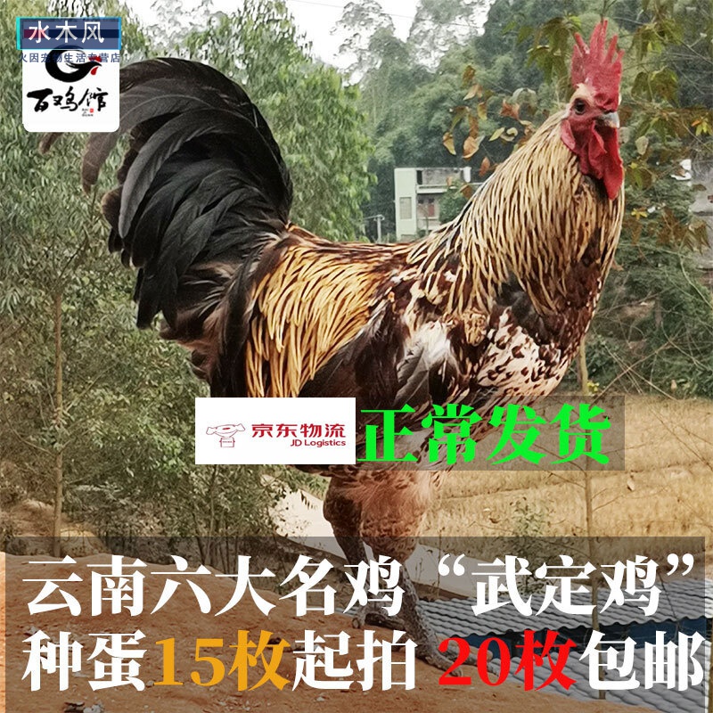 武定鸡种蛋受精蛋云南土鸡之首壮鸡乌骨高脚无量山乌骨鸡可孵化卵 20