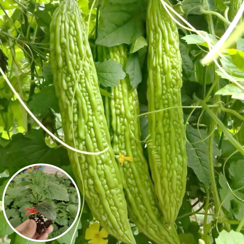 寿禾 苦瓜苗秧苗种苗带土蔬菜苗种苗寿光本地特大春冬季菜苗幼苗苗子
