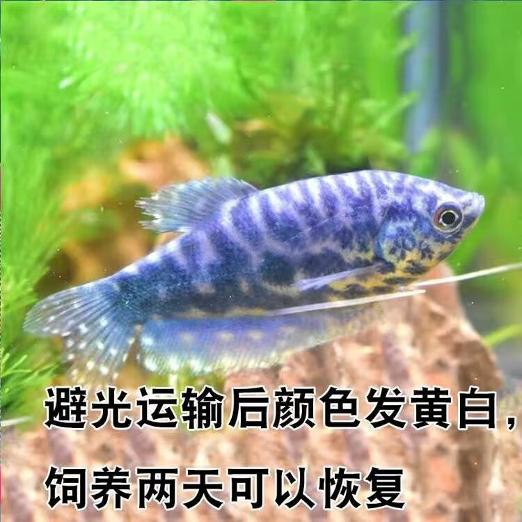 泽驭名宠曼龙鱼小型易养耐活热带观赏鱼活体 8-10cm蓝曼龙1条