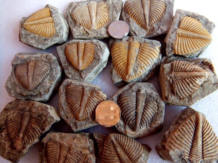 神至 生物化石标本 湘西三叶虫化石尾巴王冠虫张氏虫古标本随机sn8492