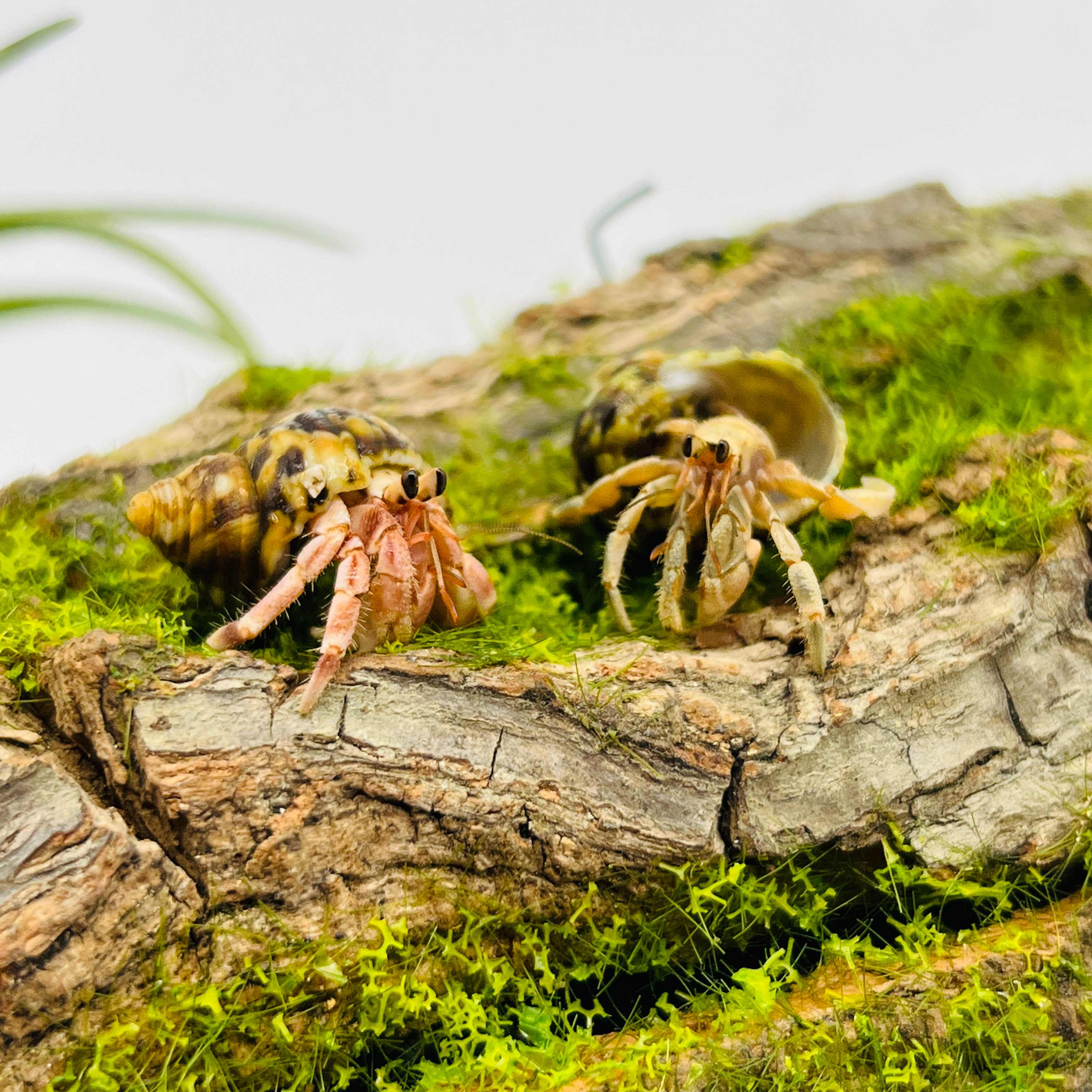 朵芮蜜陆生寄居蟹易养灰白短腕淡水观赏蟹懒人螃蟹包活 1-2厘米灰白2