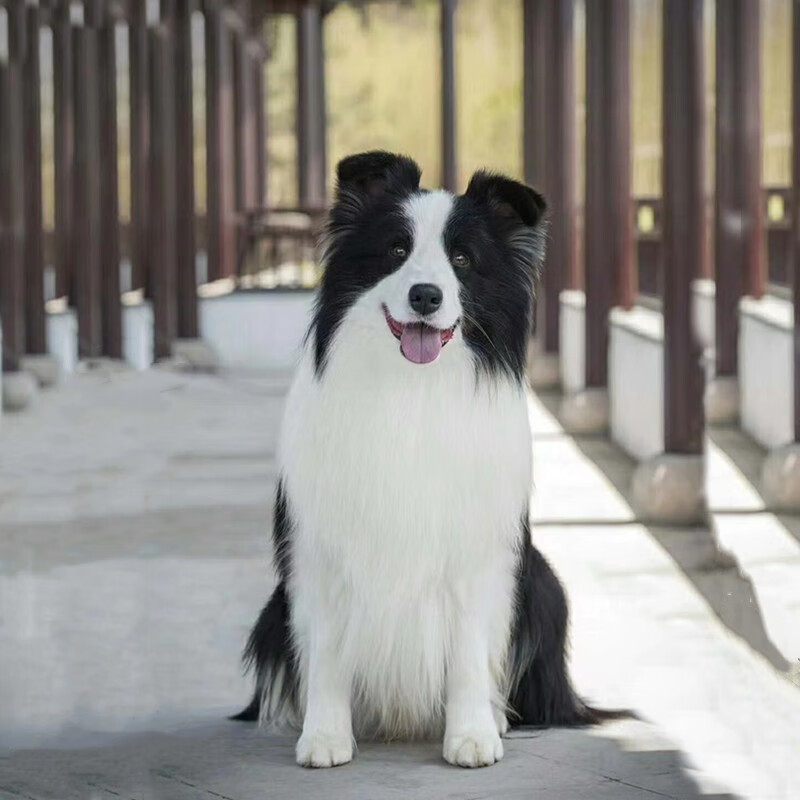 咯咪纯种边牧幼犬狗狗活体宠物狗边境牧羊犬中型犬陨石边牧七白三通 宠物级怎么样,好用不?
