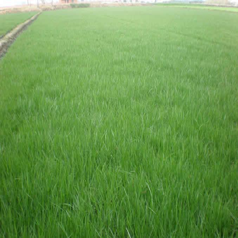 花草林木类历史价格价格查询App|花草林木类价格比较