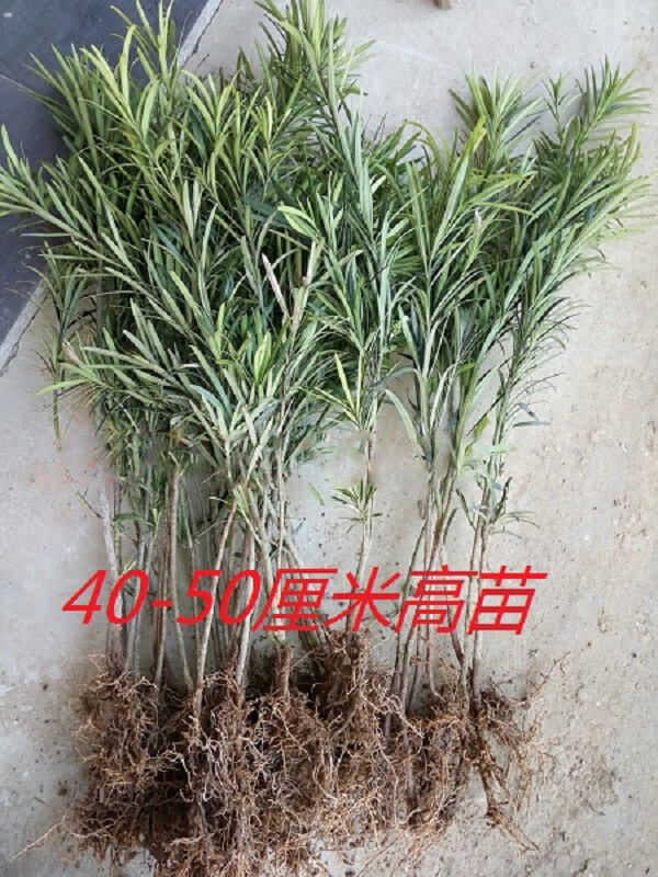 罗汉松大树苗树桩迎客松别墅庭院中大型罗汉松小苗绿化罗汉松盆景hxm