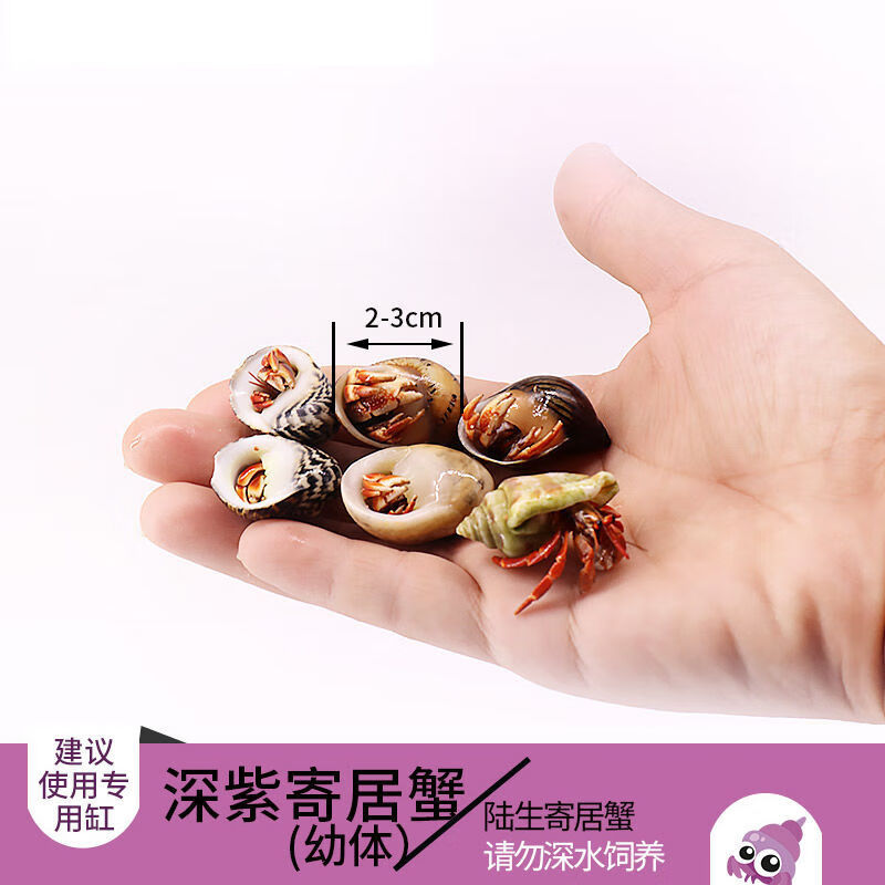 寄居蟹网红懒人宠物蟹活体观赏淡水包活鲜活蟹草莓深紫蟹 深紫幼体2