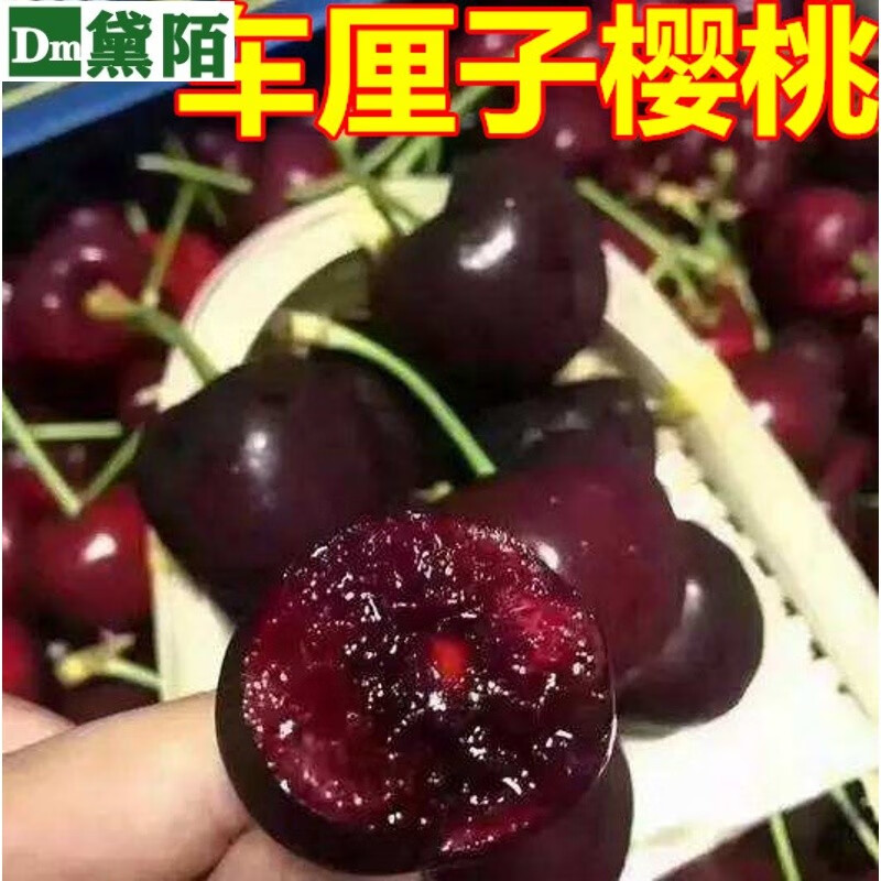 怎么查京东苗木历史价格查询|苗木价格历史