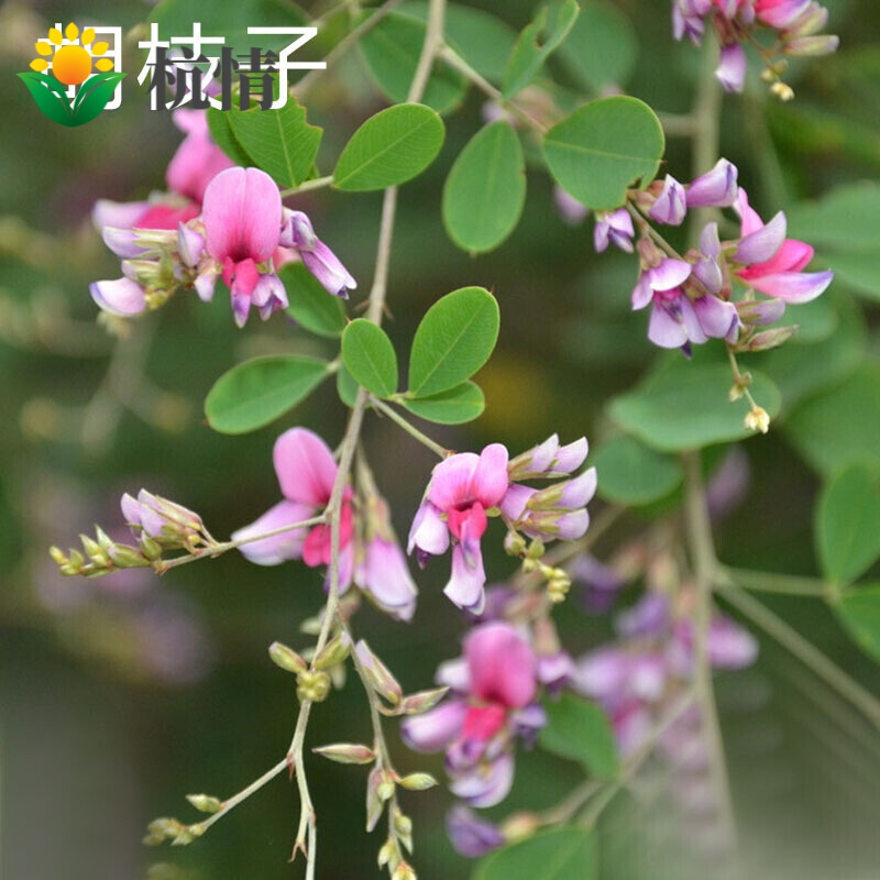 紫穗槐种子多少钱一斤(紫穗槐种子直接种地能出吗)