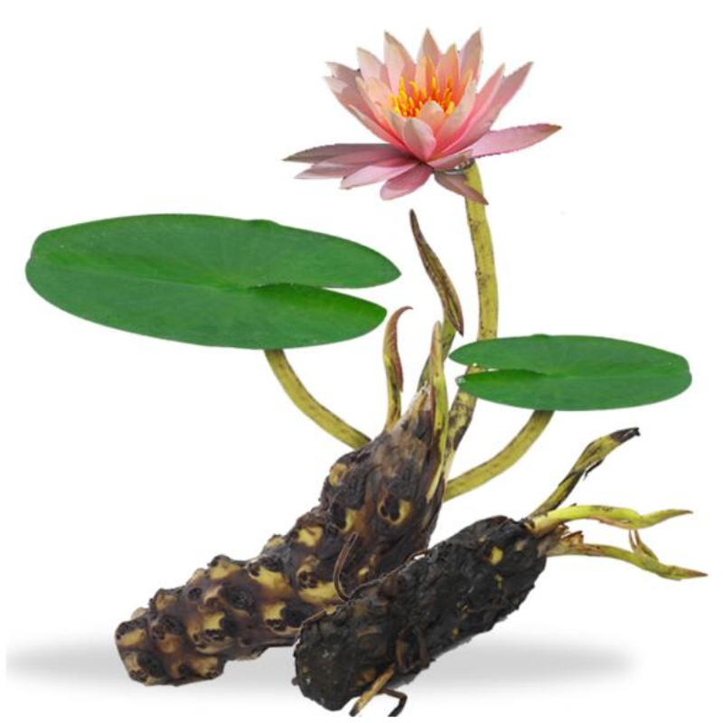 带芽睡莲种根荷花水培植物莲花睡莲根块根茎水养植物绿 大睡莲花根块1