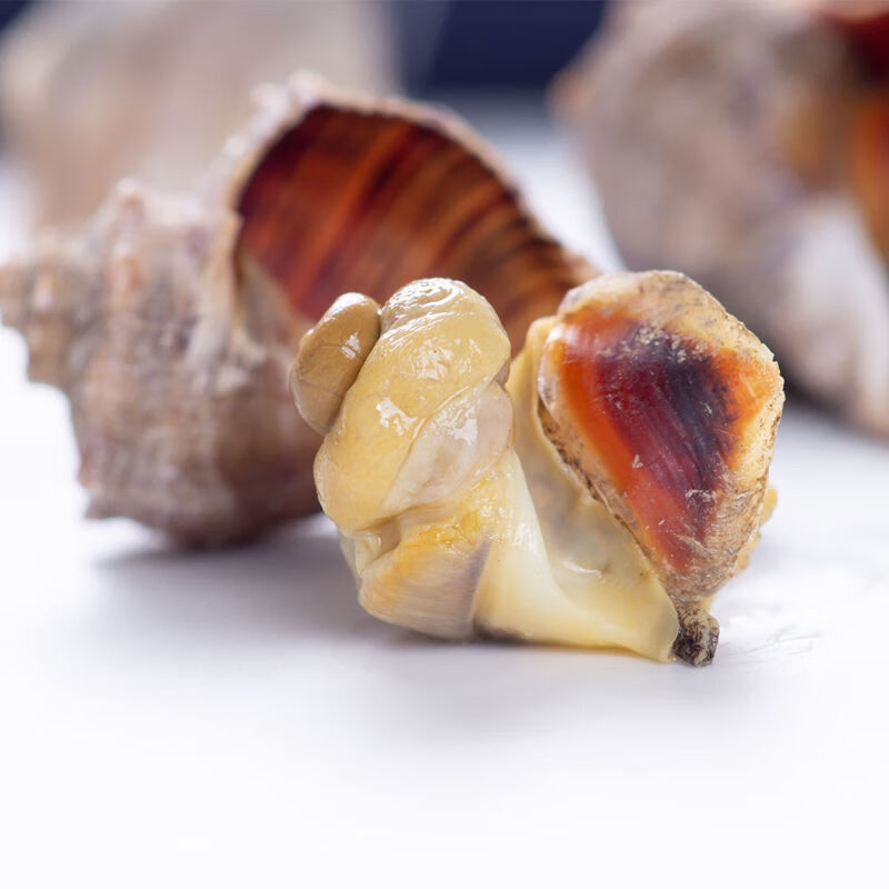 恺蒂鲜 小海螺鲜活香波螺新鲜 特产鲜活海鲜 海螺丝海瓜辣螺 二斤装