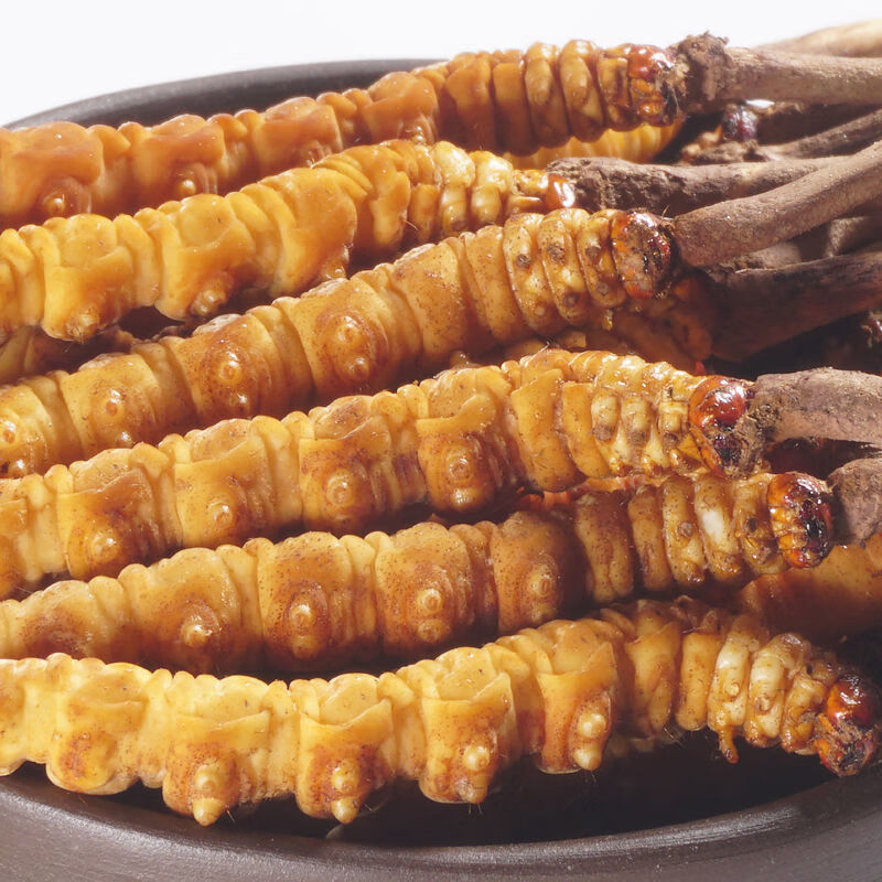 新鲜冬虫夏草西藏那曲虫草头期天然虫草泡水喝 新鲜虫草平均0.