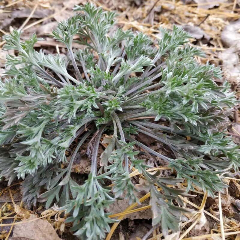陕西野菜白蒿新鲜新鲜茵陈绵茵陈茵陈蒿现挖食用茵陈无根带根【3月25