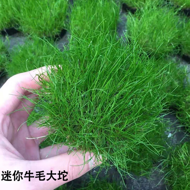 前景草活体造景水草迷你矮爬地矮日本矮珍珠坨草挖耳草牛毛毡 迷你