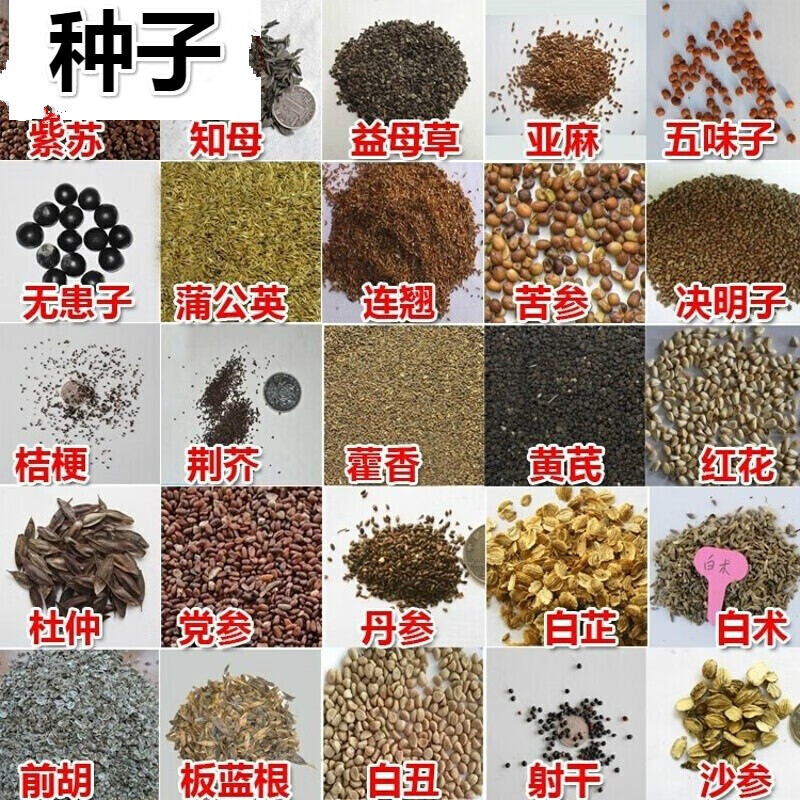 花之然中药材种子草药桔梗白术党参板蓝根黄芪丹参柴胡种子前胡重