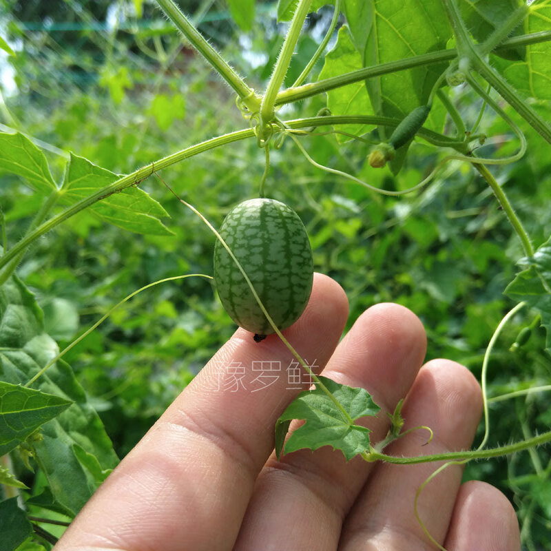 现摘新鲜拇指西瓜水果迷你小西瓜佩普基诺时令手指西瓜袖珍新奇 125克拇指西瓜