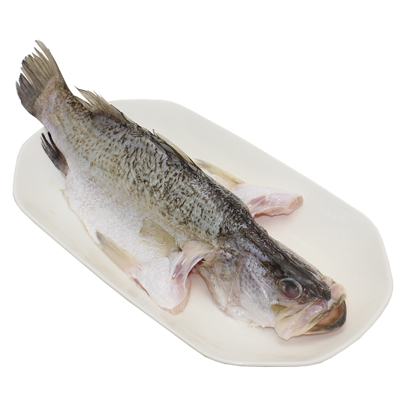 厚今河鲜  苏榄眉鱼 金海 青石斑 鲜活开肚 去内脏 腮 鱼鳞 无小刺