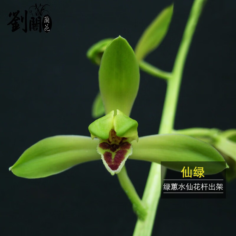 劉閣蘭花兰花苗 绿蕙水仙瓣 仙绿 新上海梅 冬带浓香花苞出售室内好养