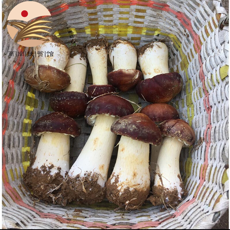 [商南助农馆]新鲜赤松茸菇菌山珍蘑菇鸡非干货熬汤 4斤
