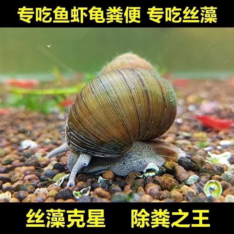 黄金蚬专吃鱼屎粪便鱼缸观赏清洁工具螺净化水质冷水观赏黄金河蚌 4-5厘米除藻工具螺4只不吃水草