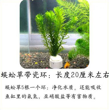 蜈蚣草 相关京东优惠商品人气升序排行榜 价格图片品牌优惠券 虎窝购