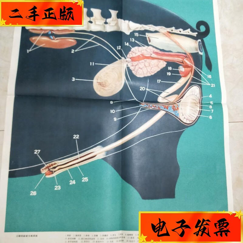 【二手九成新】猪的解剖 公猪的泌尿生殖系统 : 上海人民出版社