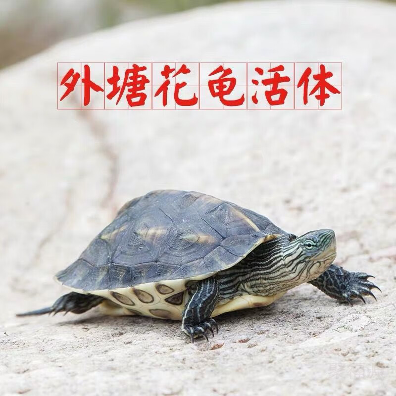 花龟苗活体小乌龟苗活物珍珠龟六线草观赏龟宠物小草外塘养殖 3-4厘米