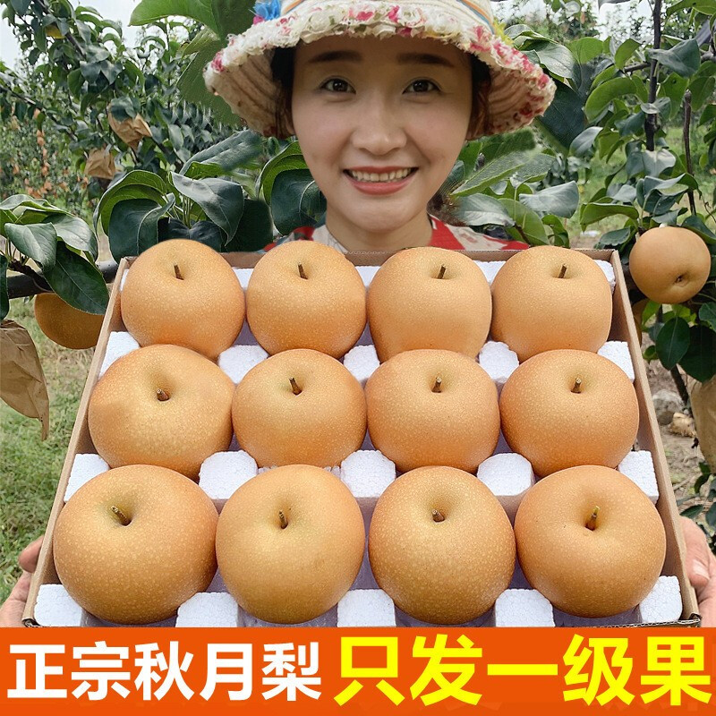 【顺丰速运】羊脂秋月梨冰糖梨精选大果产地直发新鲜水果 净重5斤装
