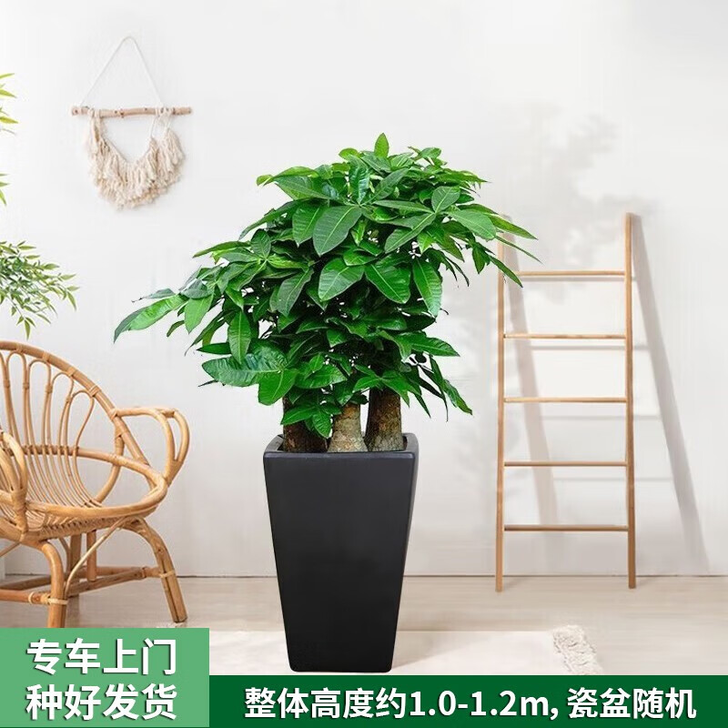 大型绿植网购商品历史价格查询|大型绿植价格走势图
