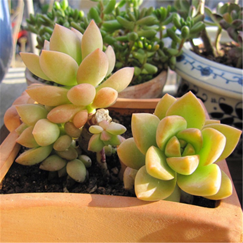 多肉植物组合盆栽新手办公室内桌面阳台花卉大颗肉肉植物带盆 黄丽