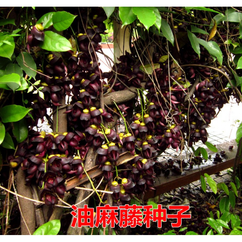 油麻藤种子棉麻四季常绿油麻藤,牛马藤,大血藤藤花卉林木种子 油麻藤