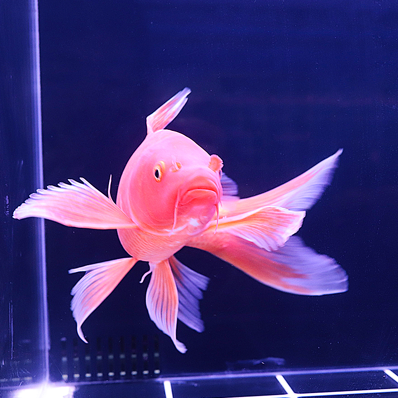 纯种龙凤锦鲤活鱼长尾活体好养耐活冷水鱼鱼龙凤锦鲤活鱼观赏鱼 12-14