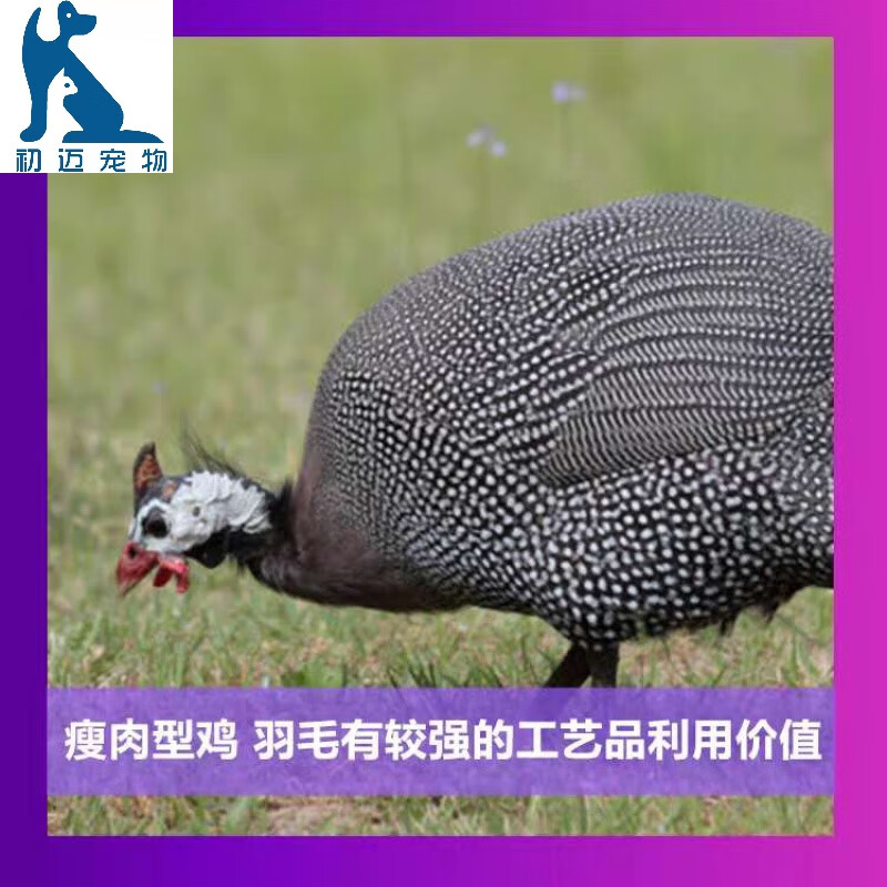 淼然阁珍珠鸡苗脱温鸡仔珍珠观赏鸡苗活体半大珍珠鸡活苗 一只价30 6