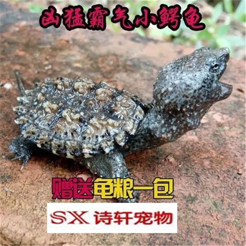 黄壳杂佛鳄龟 乌龟活物 纯佛杂佛鳄龟 小鳄龟活体 观赏龟 外 3-5厘