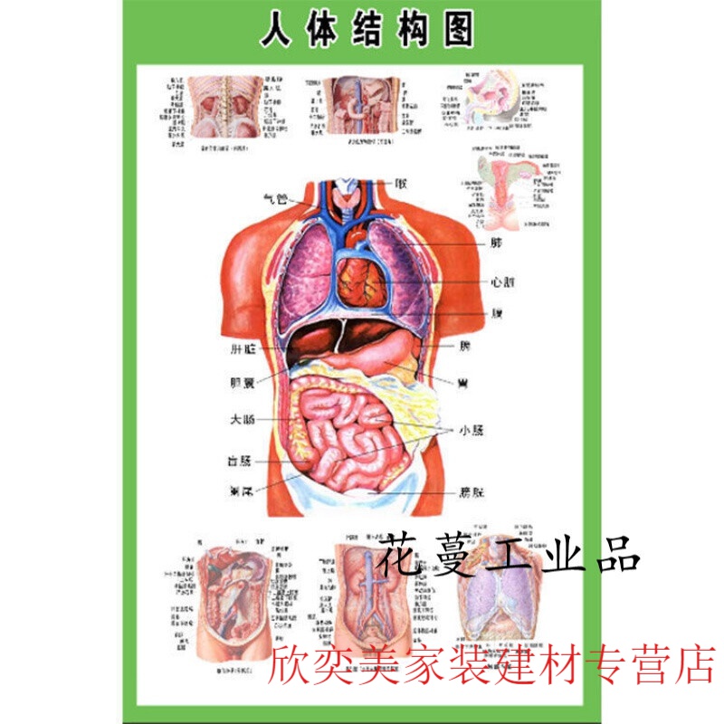 人体内脏构成结构示意图(人体内脏后面构成结构示意图)