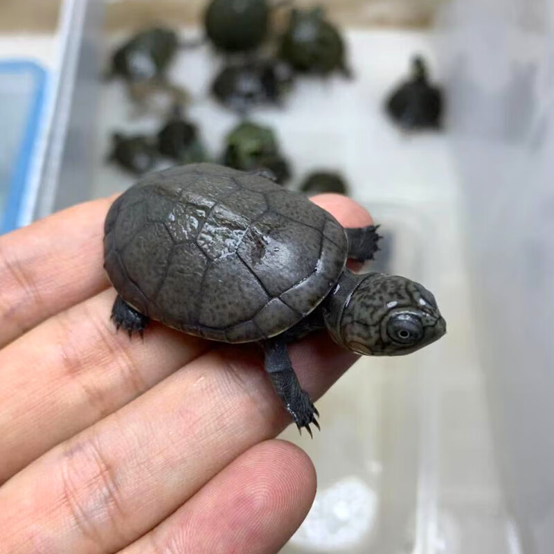 疯狂的龟 沼泽侧颈龟苗宠物 西非侧颈龟圆澳龟忍者热带深水龟 西非龟