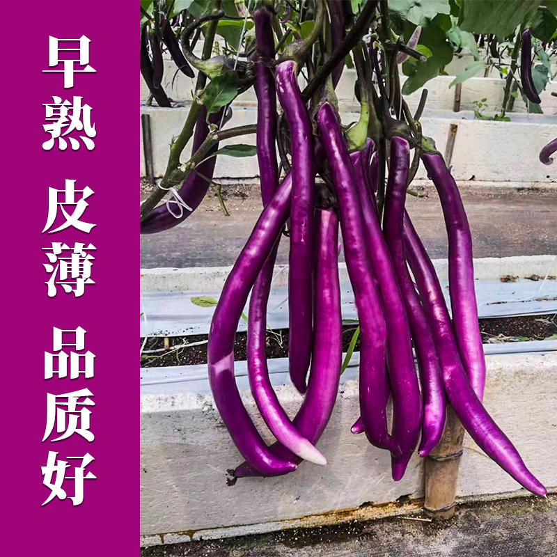 长耕紫杭茄六号线茄子种子苗易种耐旱抗病春季夏四季黑紫色长茄子种籽
