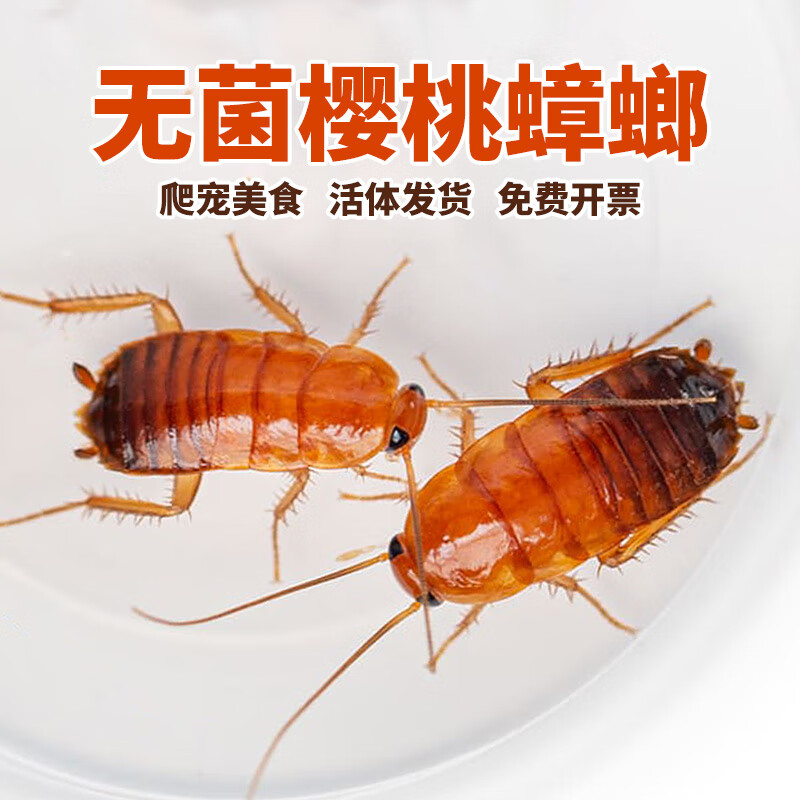 zxc活体无菌樱桃蟑螂樱桃红蟑螂守宫蜥蜴龙鱼异宠饲料幼体活蟑螂 冬季