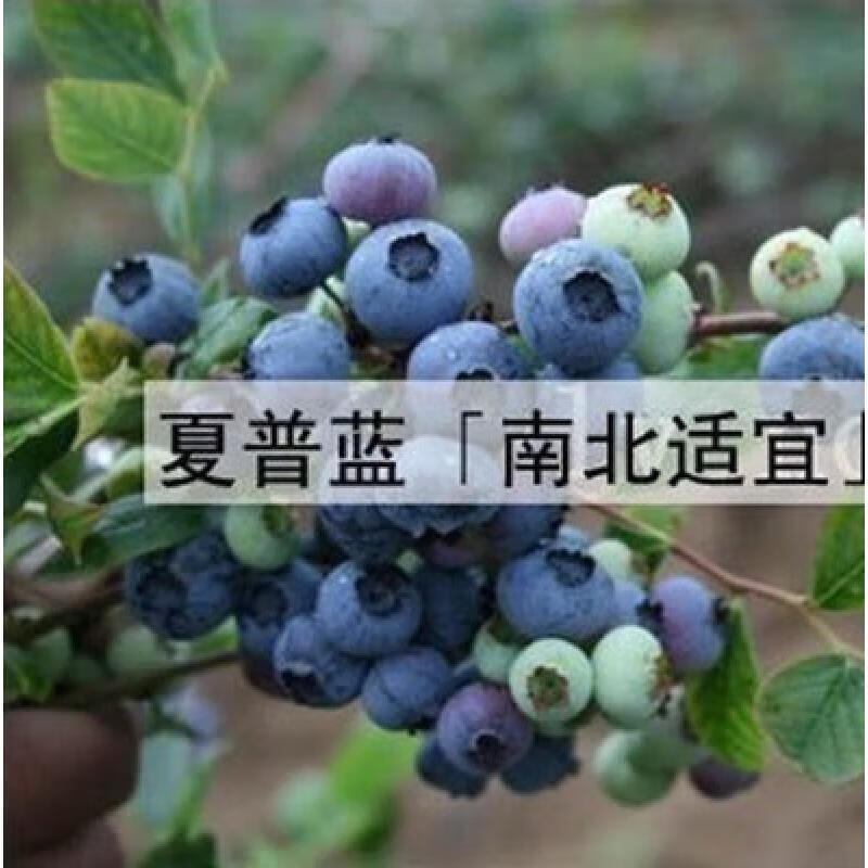 蓝莓苗盆栽蓝莓树苗果树苗南方北方种植庭院阳台花园植物 塞拉四年苗
