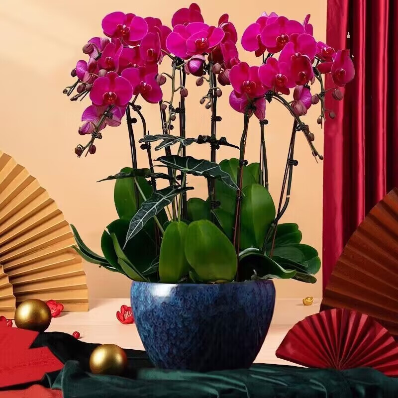 蝴蝶兰盆栽带花苞送礼开业贺寿室内母亲节礼物 8株大辣椒(瓷盆随) )