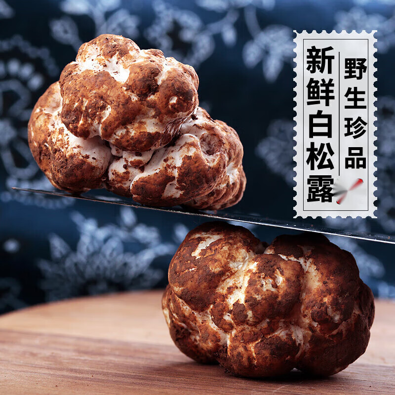 禾澹新鲜白松露菌成熟云南高黎贡山特产野生菌菇 2-3cm鲜白松露 250g