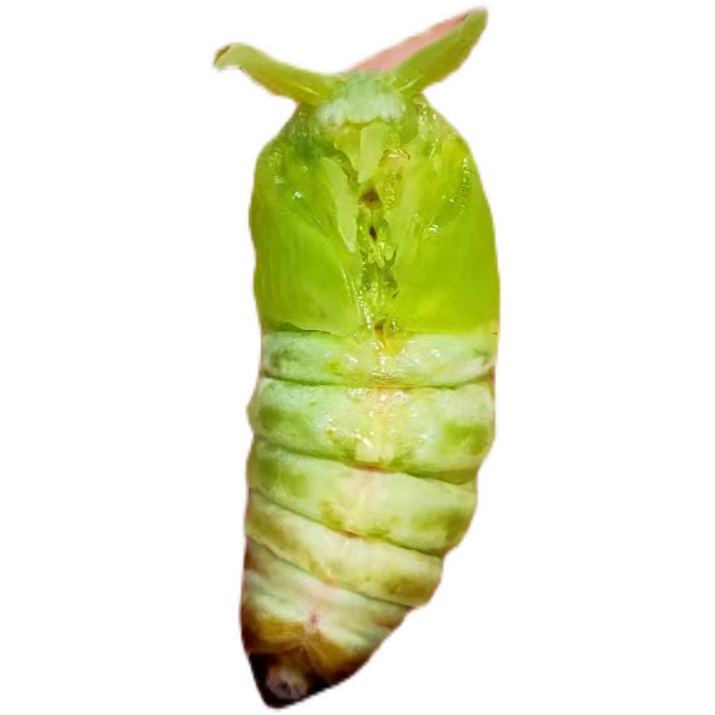 冻嫩茧蛹神仙糖宝薄茧蛹绿色茧蛹蚕茧薄皮柞蚕蛹一份 省外拍2斤装